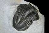 Rare, Ptychopyge Linarsoni Trilobite - Slemestadt, Norway #181846-4